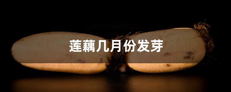 莲藕几月份发芽 莲藕几月份发芽