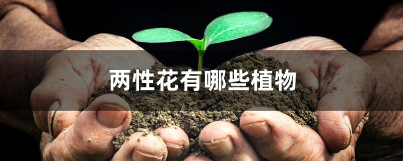 两性花有哪些植物 两性花有哪些植物