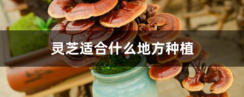 灵芝适合什么地方种植 灵芝适合什么地方种植