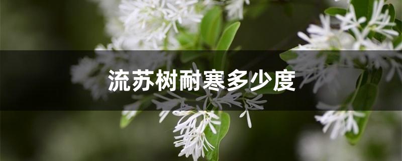 流苏树耐寒多少度 流苏树耐寒多少度