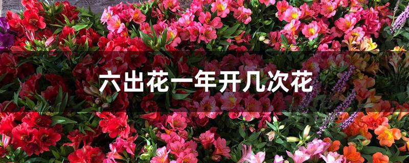六出花一年开几次花