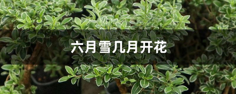 六月雪几月开花 六月雪几月开花
