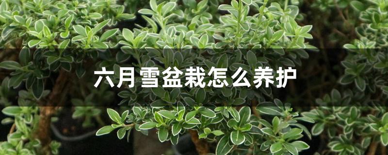 六月雪盆栽怎么养护 六月雪盆栽怎么养护