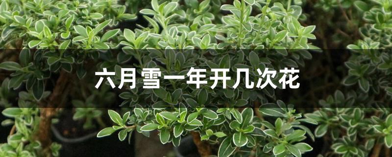 六月雪一年开几次花 六月雪一年开几次花
