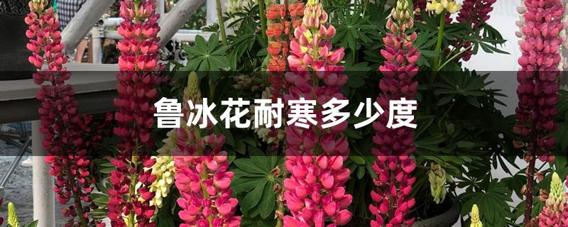 鲁冰花耐寒多少度 鲁冰花耐寒多少度