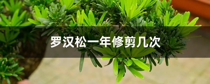 罗汉松一年修剪几次 罗汉松一年修剪几次
