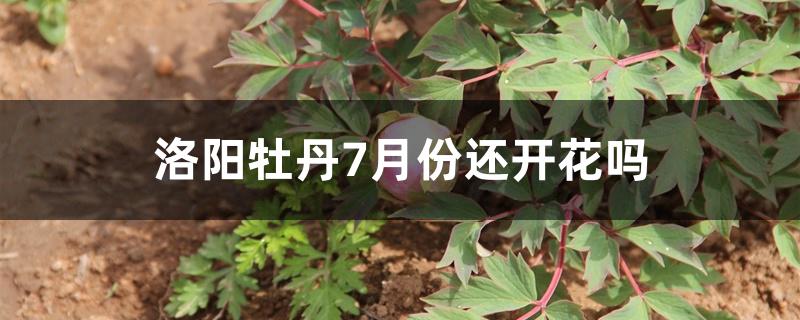 洛阳牡丹7月份还开花吗 洛阳牡丹7月份还开花吗