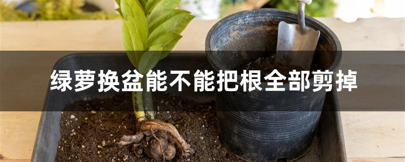 绿萝换盆能不能把根全部剪掉