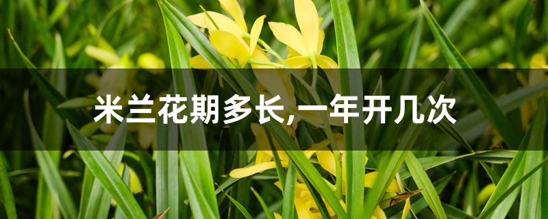 米兰花期多长,一年开几次 米兰花期多长,一年开几次