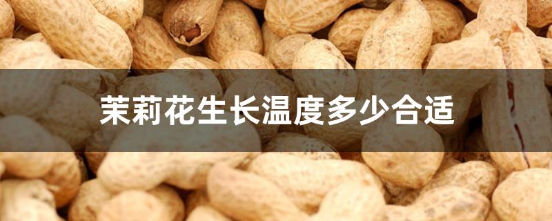 茉莉花生长温度多少合适 茉莉花生长温度多少合适
