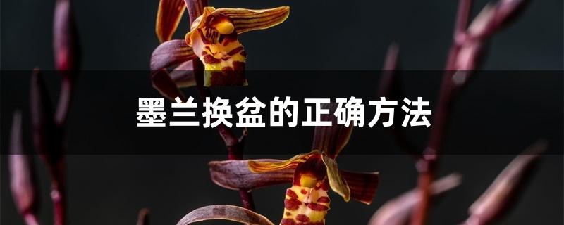 墨兰换盆的正确方法 墨兰换盆的正确方法