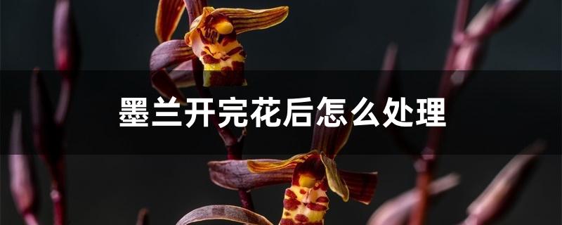 墨兰开完花后怎么处理 墨兰开完花后怎么处理