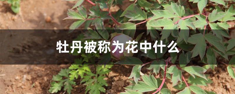牡丹被称为花中什么 牡丹被称为花中什么