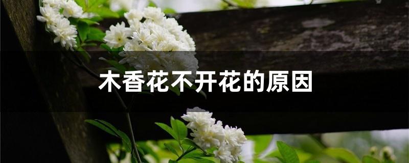 木香花不开花的原因 木香花不开花的原因