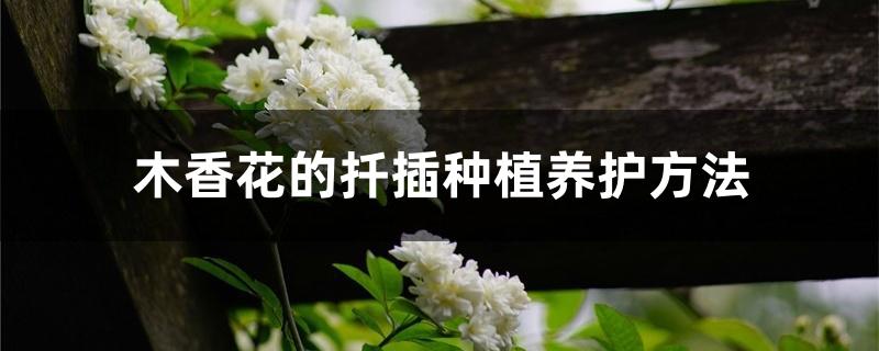 木香花的扦插种植养护方法 木香花的扦插种植养护方法