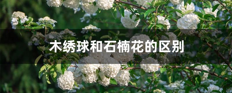 木绣球和石楠花的区别 木绣球和石楠花的区别