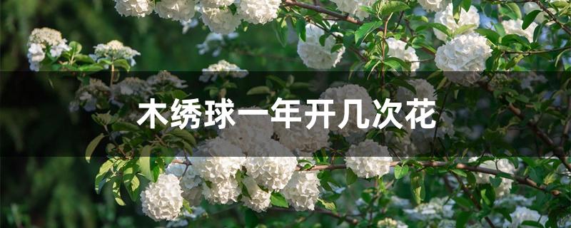 木绣球一年开几次花 木绣球一年开几次花