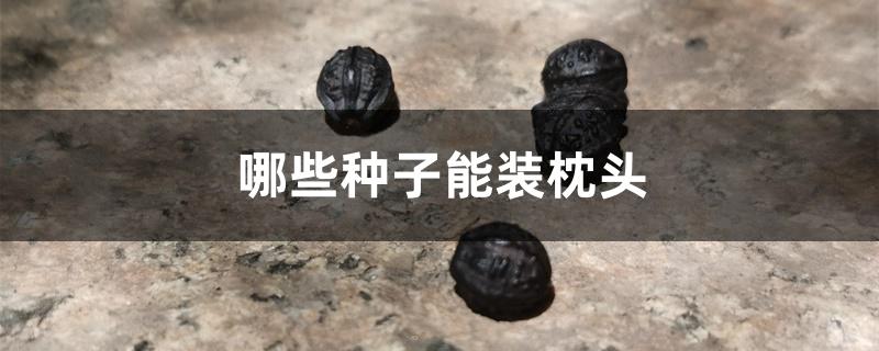 哪些种子能装枕头 哪些种子能装枕头