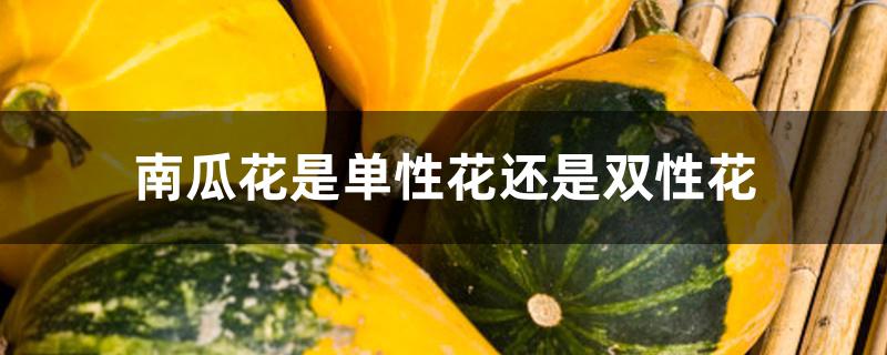 南瓜花是单性花还是双性花 南瓜花是单性花还是双性花