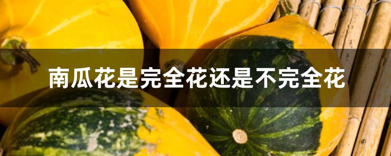 南瓜花是完全花还是不完全花 南瓜花是完全花还是不完全花