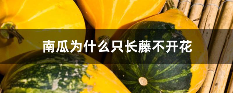 南瓜为什么只长藤不开花 南瓜为什么只长藤不开花