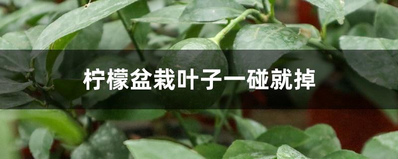 柠檬盆栽叶子一碰就掉 柠檬盆栽叶子一碰就掉