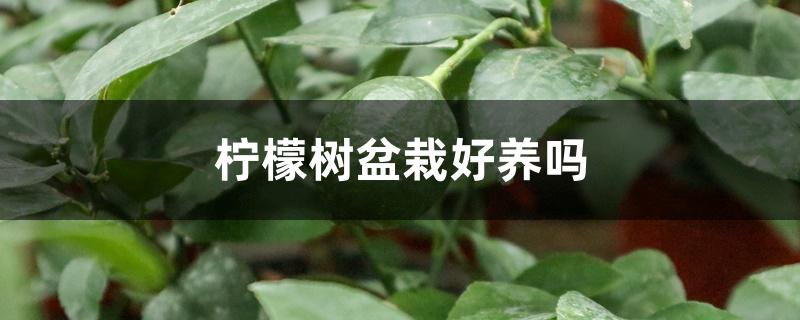 柠檬树盆栽好养吗 柠檬树盆栽好养吗
