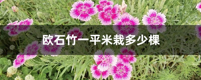 欧石竹一平米栽多少棵 欧石竹一平米栽多少棵