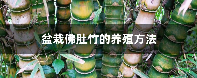 盆栽佛肚竹的养殖方法 盆栽佛肚竹的养殖方法