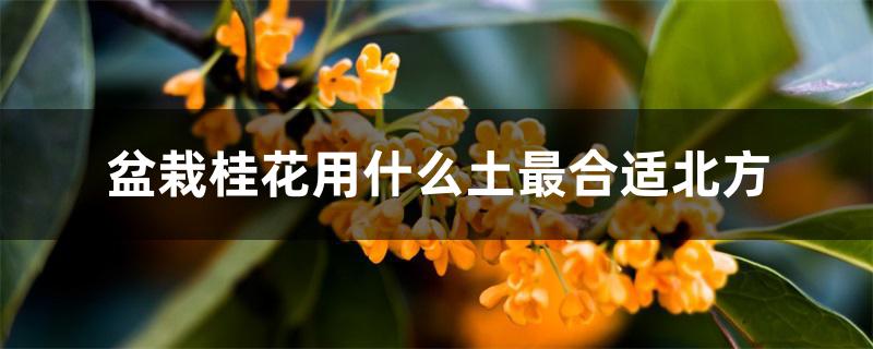 盆栽桂花用什么土最合适北方 盆栽桂花用什么土最合适北方
