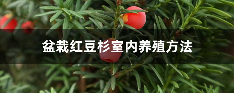 盆栽红豆杉室内养殖方法 盆栽红豆杉室内养殖方法