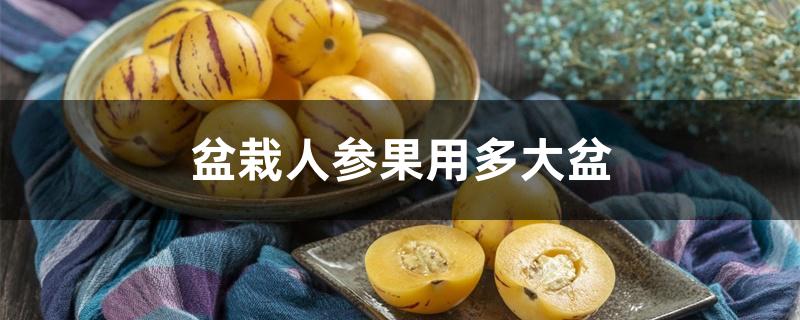 盆栽人参果用多大盆 盆栽人参果用多大盆