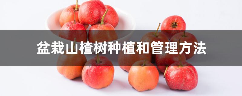 盆栽山楂树种植和管理方法 盆栽山楂树种植和管理方法