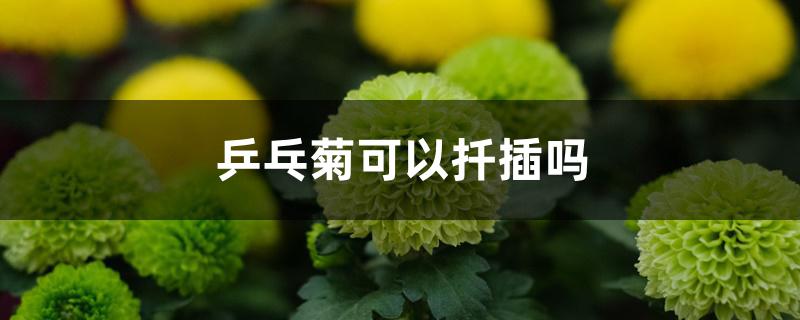 乒乓菊可以扦插吗 乒乓菊可以扦插吗