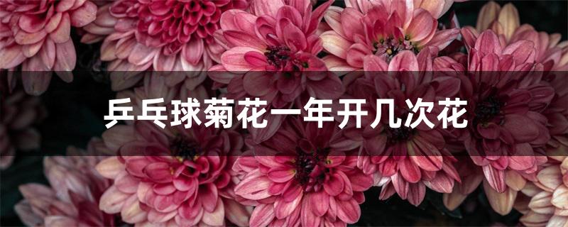 乒乓球菊花一年开几次花 乒乓球菊花一年开几次花