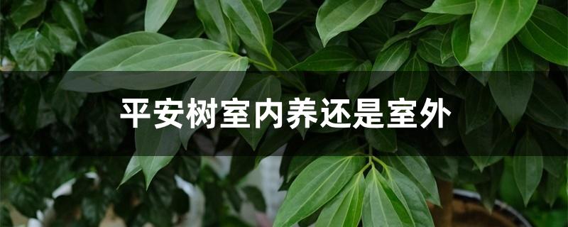 平安树室内养还是室外 平安树室内养还是室外