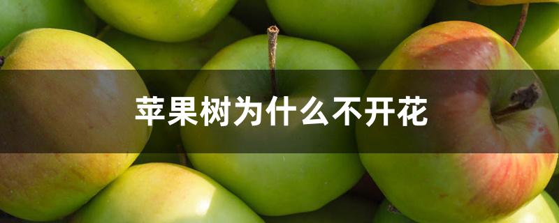 苹果树为什么不开花 苹果树为什么不开花