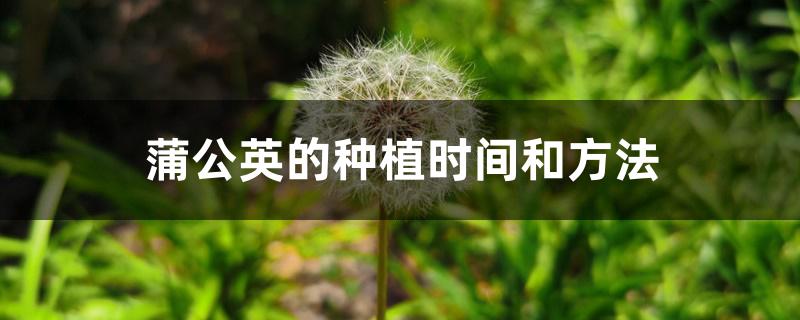 蒲公英的种植时间和方法