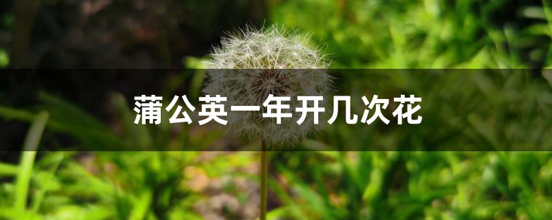 蒲公英一年开几次花 蒲公英一年开几次花