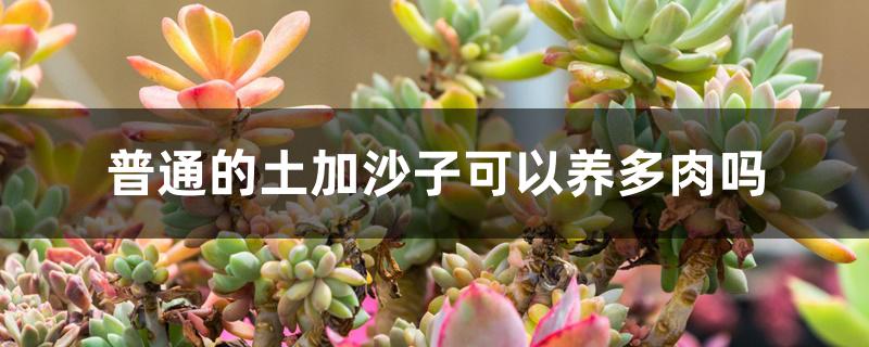 普通的土加沙子可以养多肉吗 普通的土加沙子可以养多肉吗
