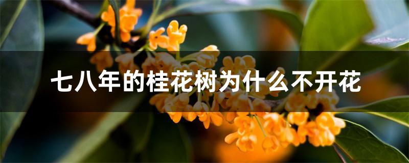 七八年的桂花树为什么不开花 七八年的桂花树为什么不开花