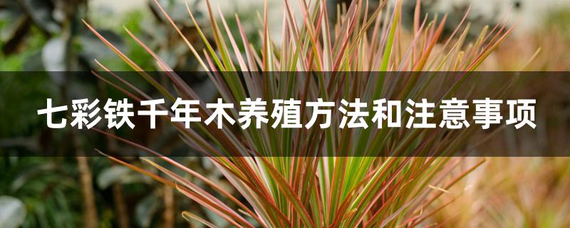 七彩铁千年木养殖方法和注意事项 七彩铁千年木养殖方法和注意事项