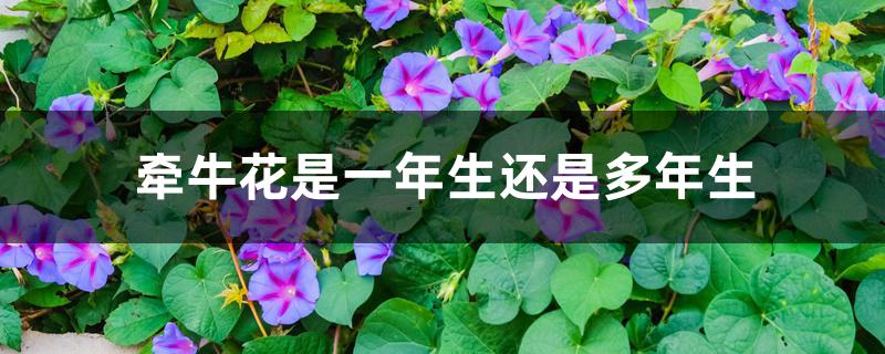 牵牛花是一年生还是多年生 牵牛花是一年生还是多年生