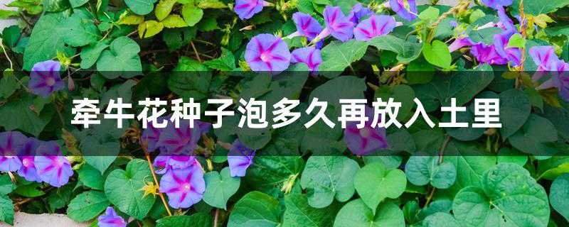 牵牛花种子泡多久再放入土里 牵牛花种子泡多久再放入土里
