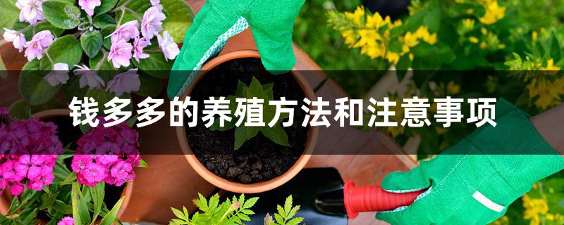 钱多多的养殖方法和注意事项 钱多多的养殖方法和注意事项