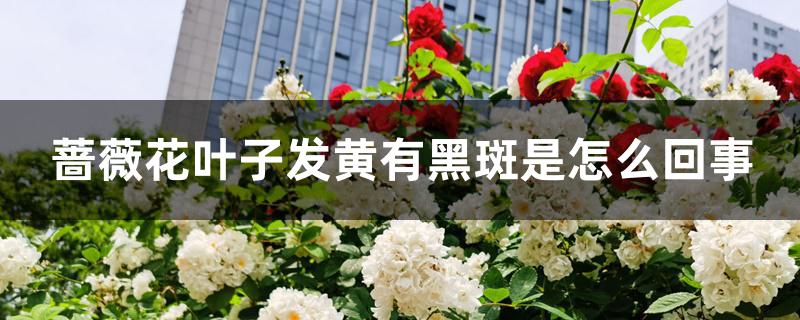蔷薇花叶子发黄有黑斑是怎么回事 蔷薇花叶子发黄有黑斑是怎么回事