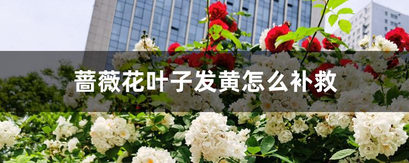 蔷薇花叶子发黄怎么补救 蔷薇花叶子发黄怎么补救