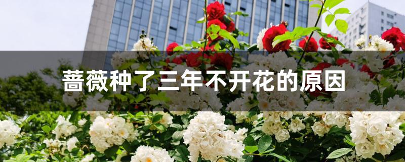 蔷薇种了三年不开花的原因 蔷薇种了三年不开花的原因