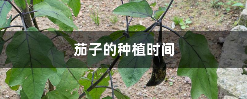 茄子的种植时间 茄子的种植时间