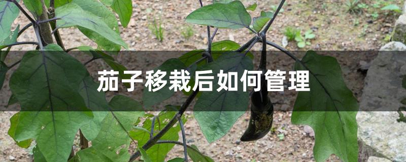 茄子移栽后如何管理 茄子移栽后如何管理